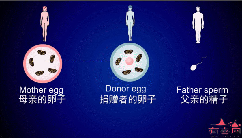 借卵生子与生母长得像吗(借卵生子:生母长得像吗?)